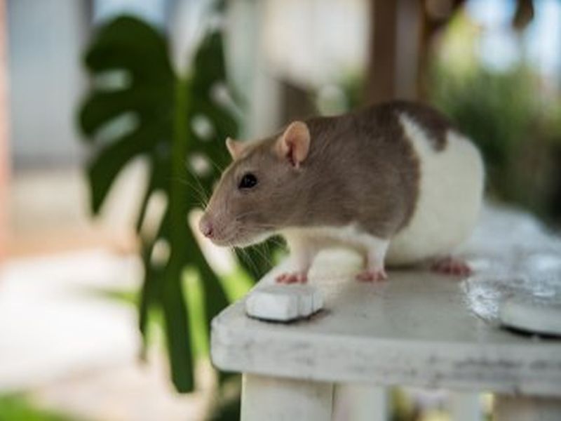 Pest Control for Rats: A Proactive Approach