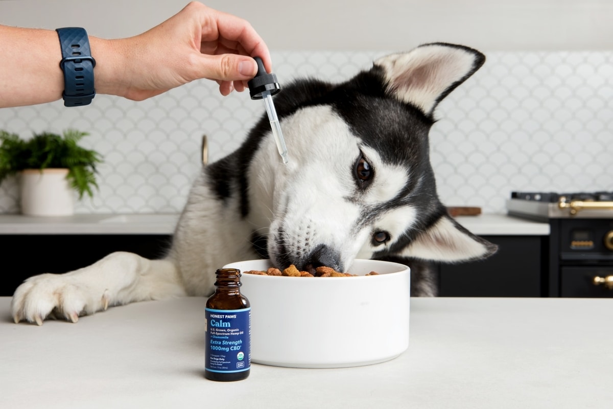 From Pain Relief to Calm The Many Uses of CBD Oil for Dogs