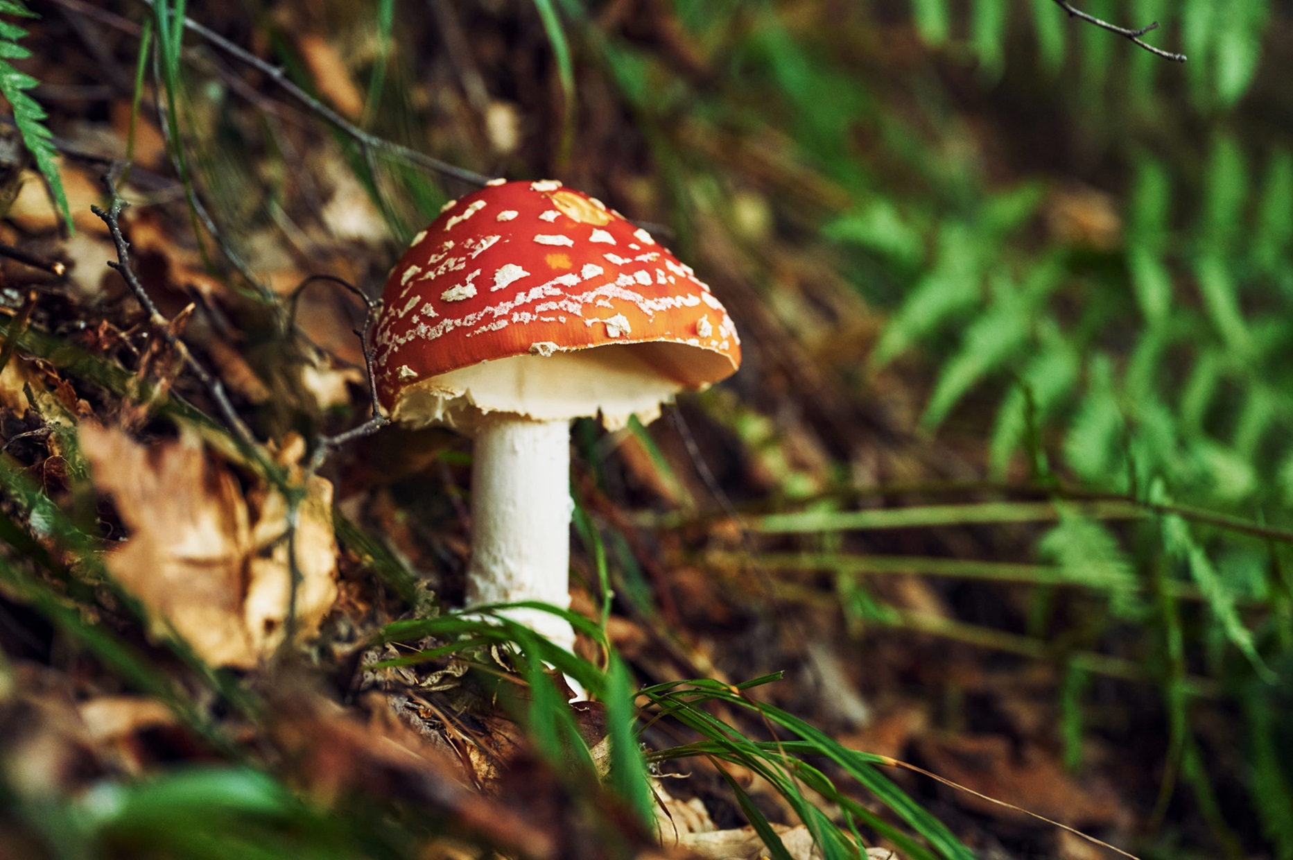 Elevate Your Wellness Routine Amanita Muscaria Gummies for Inner Peace