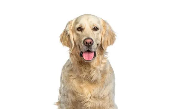 Finding the Perfect Name for Your New Furry Friend